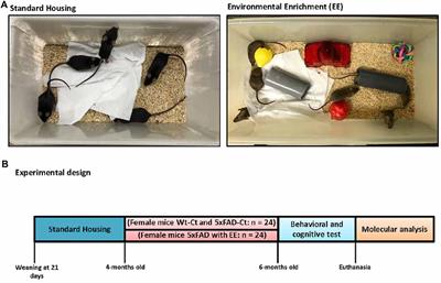 Environmental Enrichment Improves Cognitive Deficits, AD Hallmarks and Epigenetic Alterations Presented in 5xFAD Mouse Model